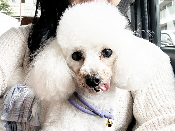 ☆卒業犬王子くんの近況☆